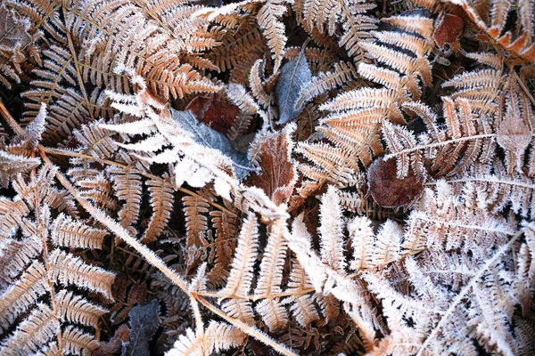 Iced Torr Ormbunke Vintern Färgglada Löv Och Gräs Textur Bakgrund — Stockfoto