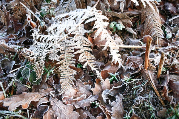 Vereiste Morgen Winter Bunt Blatt Und Gras Textur Hintergrund — Stockfoto