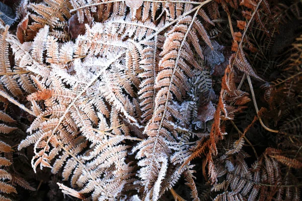 Παγωμένο Ξηρό Φτέρη Χειμώνα Πολύχρωμα Φύλλα Και Γρασίδι Υφή Φόντου — Φωτογραφία Αρχείου