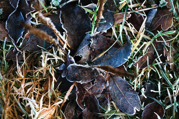 Gced Manhã Inverno Colorido Folha Grama Textura Fundo — Fotografia de Stock