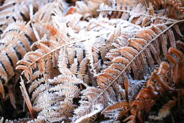 Vereiste Trockene Farn Winter Bunt Blatt Und Gras Textur Hintergrund — Stockfoto