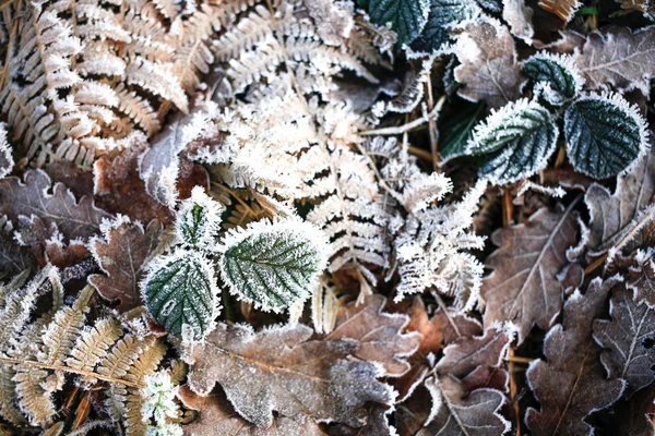 Gced Manhã Inverno Colorido Folha Grama Textura Fundo — Fotografia de Stock