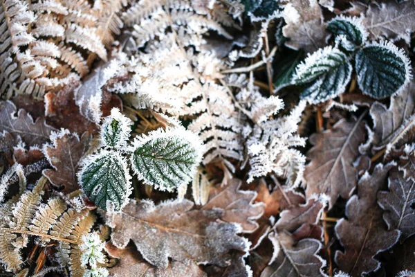 Gced Manhã Inverno Colorido Folha Grama Textura Fundo — Fotografia de Stock