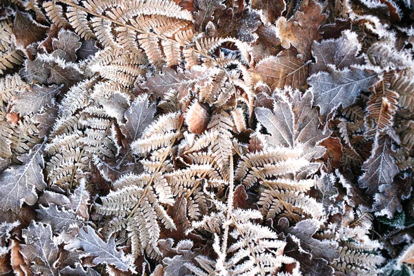 Παγωμένο Πρωί Χειμώνα Πολύχρωμα Φύλλα Και Γρασίδι Υφή Φόντου — Φωτογραφία Αρχείου