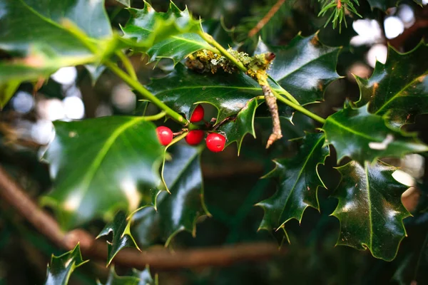 Järn Eks Bakgrund Med Röda Bär Solig Dag Christmas Plant — Stockfoto