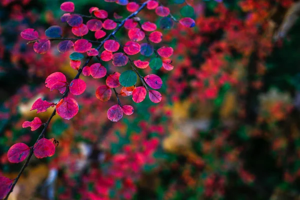 Sonbahar kırmızı yaprakları arka plan tezgah