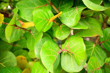 Kırmızı çekirdekli parlak yeşil yapraklar dokuyu yakın