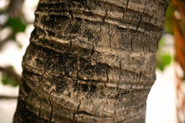 Palmiye ağacı çekirdek dokusu yakın