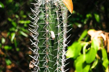 Güneşli günde Yeşil Kaktüs Close Up