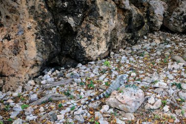 Taşlar üzerinde bir Iguana