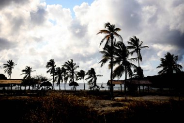 Santa Cruz 'da palmiye ağaçları silueti Curaca 'da ücretsiz bir yerel plaj