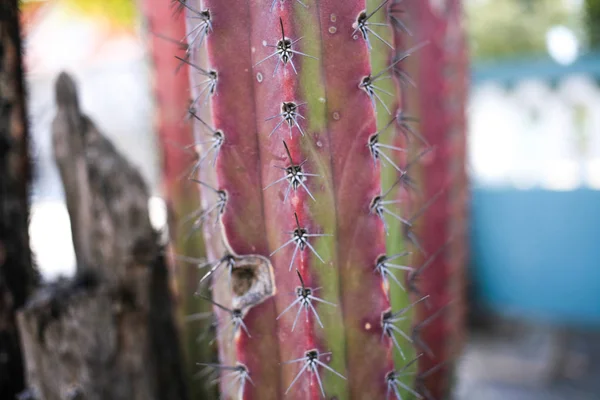 Vieil arbre de cactus Fermer — Photo