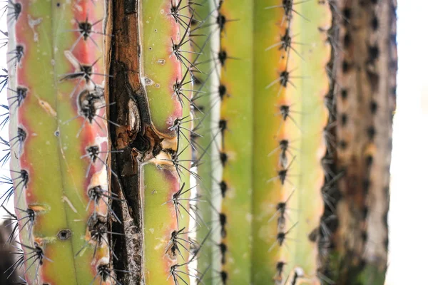 Stare Kaktus drzewo zbliżenie — Zdjęcie stockowe