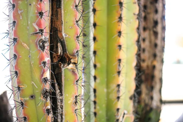 Vieil arbre de cactus Fermer — Photo