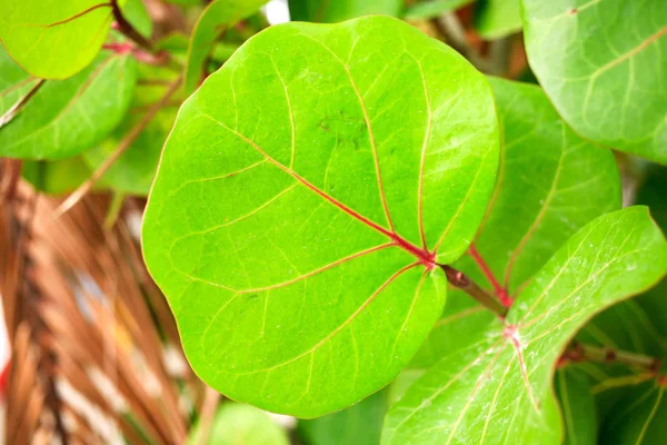 Tekstur daun hijau terang dengan inti merah menutup — Stok Foto