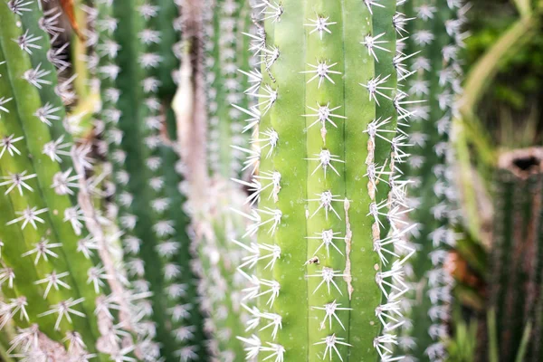 Cactus Fermer à Curaçao — Photo