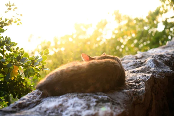 Lazy cat laying on the stone wall watching sunset on the beach C — Stock Photo, Image