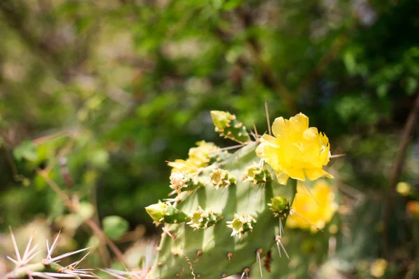 Floraison de cactus aux fleurs jaunes Fermer — Photo