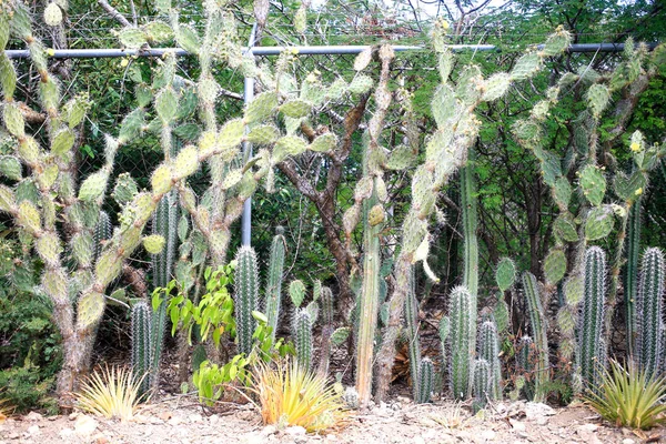 Cactus Fermer - Image — Photo