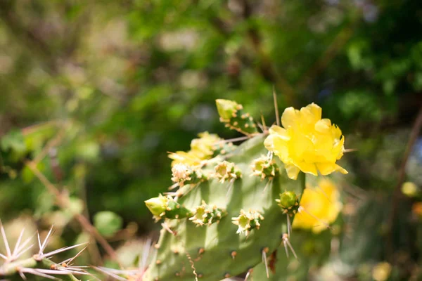 Floraison de cactus aux fleurs jaunes Fermer — Photo