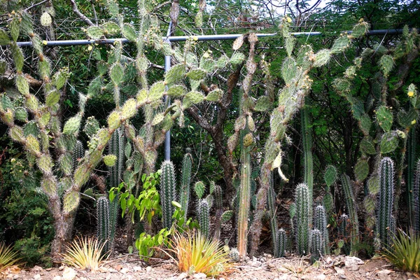 Cactus Fermer - Image — Photo