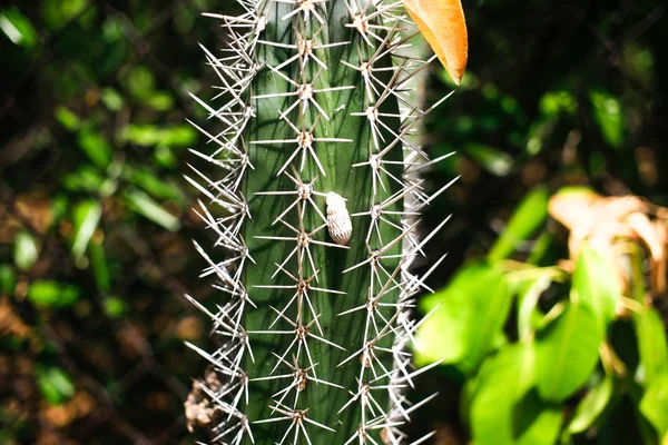 Cactus vert par temps ensoleillé Fermer — Photo