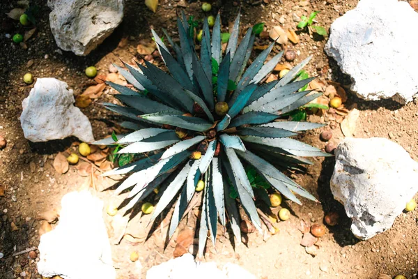 Blue Agave tequilana plant top view — Stock Photo, Image