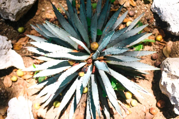 Blue Agave tequilana plant top view — Stock Photo, Image