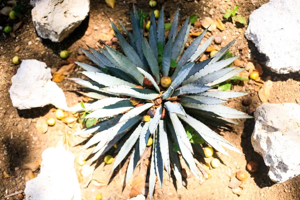 Azul Agave tequilana planta vista superior —  Fotos de Stock