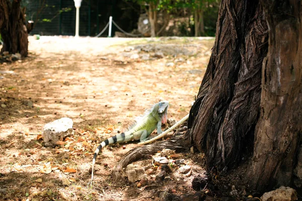 Ein Leguan in der Nähe des Baumes — Stockfoto