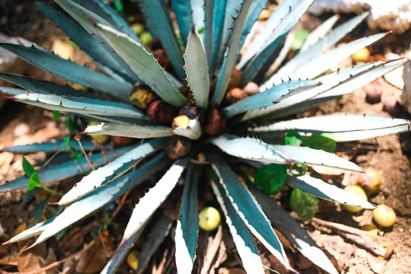 Tanaman Agave tequilana — Stok Foto