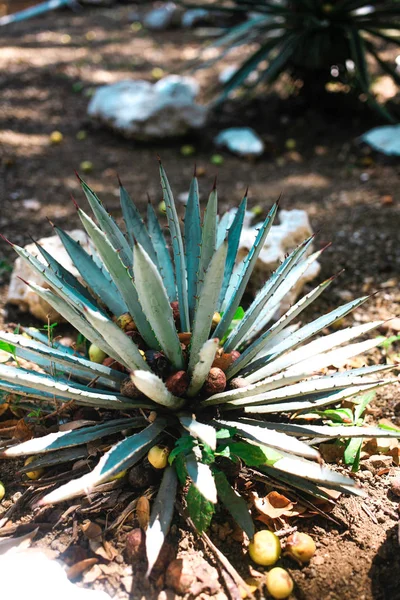 Agave tequilana plant — 图库照片