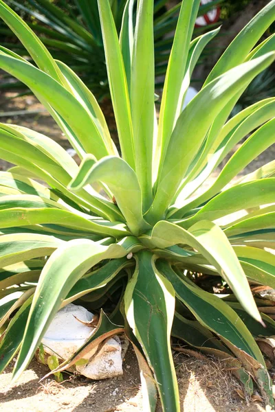 Agave tequilana plante — Photo