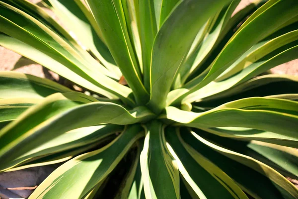 Agave tequilana plante gros plan — Photo