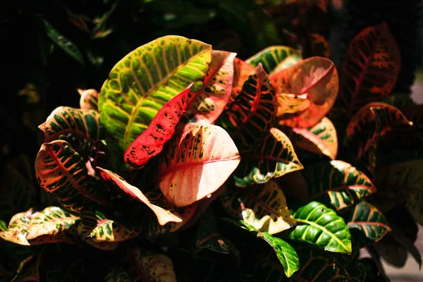 Fikus berwarna atau daun karet latar belakang pada hari yang cerah atas vi — Stok Foto