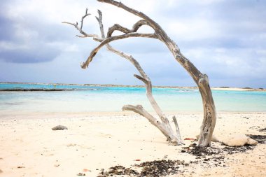 Bebek Beach Aruba eski ve kuru Divi-Divi ağacı