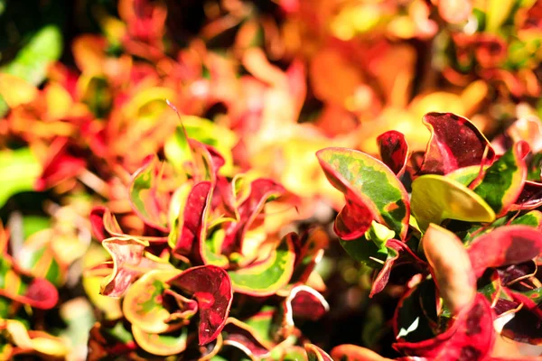 Ficus coloré ou feuilles de caoutchouc fond sur une journée ensoleillée top vi — Photo