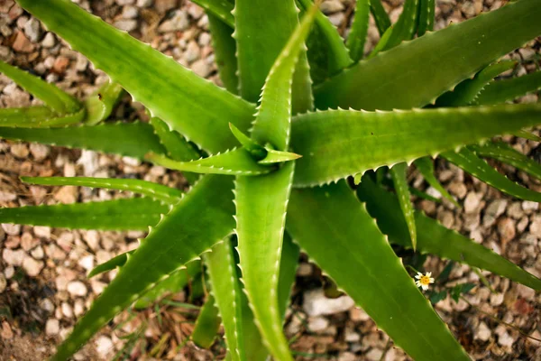 Aloe Vera plante vue du dessus — Photo