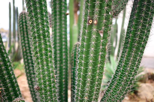 Gros cactus vert Fermer — Photo