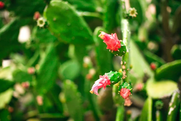 Cactus verts avec des fleurs rouges gros plan — Photo