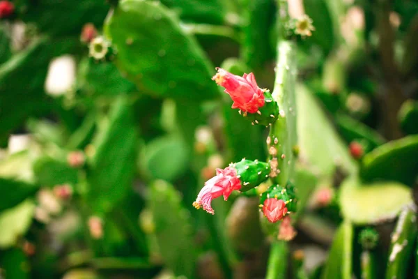 Cactus verts avec des fleurs rouges gros plan — Photo