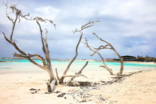 Régi és száraz Divi-Divi fa a Baby Beach Aruba — Stock Fotó