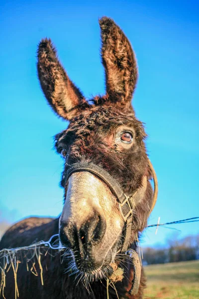 Фото Смешного Осла