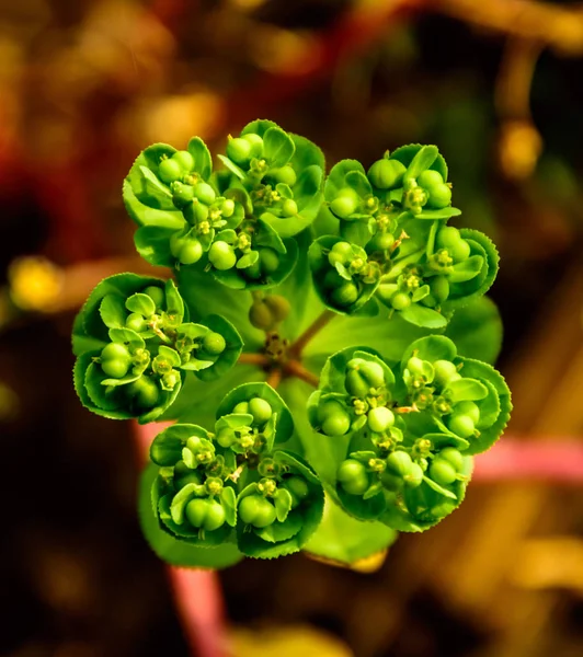 Closeup baharda çiçek açan yeşil çiçek.
