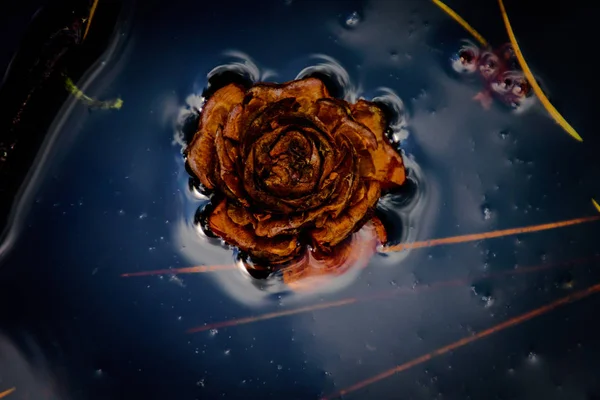 Sedir Rose suda yüzen küçük kurutulmuş