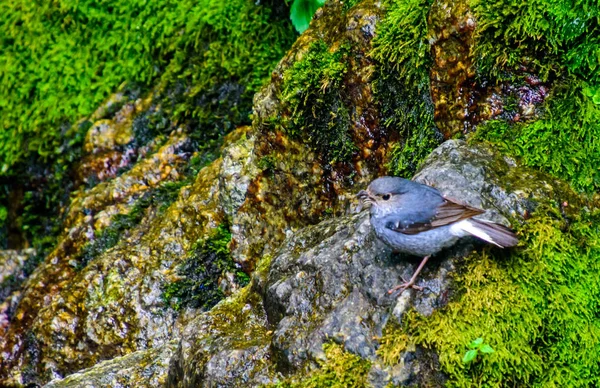 Küçük kuş gagası solucan yosunlu taşla tünemiş