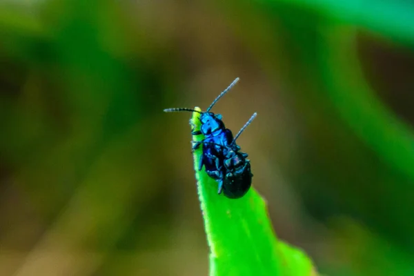 Makro mavi hataların izole bir yaprağına çiftleşme.