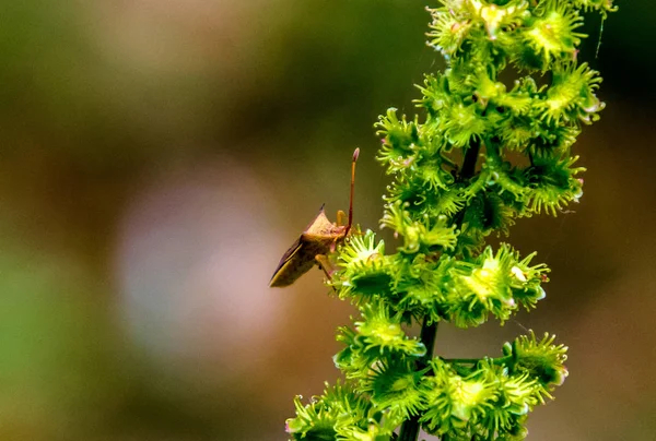 Makro bir izole yeşil dal üzerinde oturan böcek