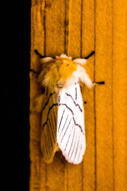 Ahşap ayağı sabah ışık olarak oturan beyaz güve