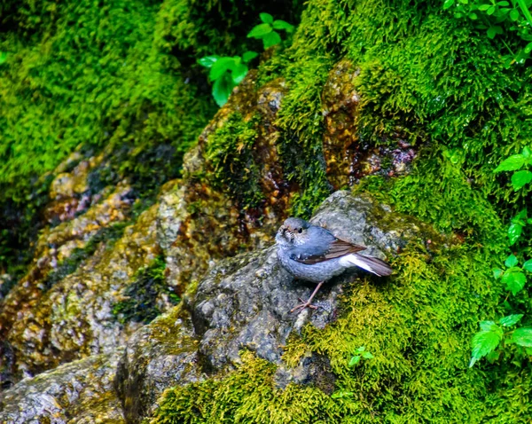 Küçük kuş gagası solucan yosunlu taşla tünemiş